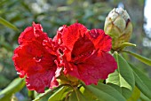 Rhododendron sp.