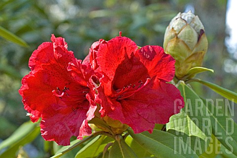 Rhododendron_sp
