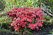 Pink Azalea bush in full flower