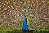 Pavo cristatus (Blue Male Peacock), fan of feathers displayed