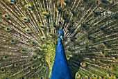 Pavo cristatus (Blue Male Peacock), fan of feathers displayed