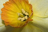 Narcissus lobularis