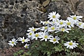 Leucanthemum, white flowers in rock garden