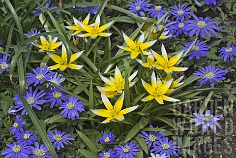 Mix_of_Leucanthemum_blue_daisies__Tulipa_yellow_France