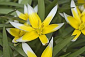 Tulipa tarda