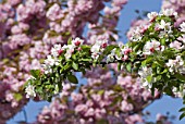 Malus floribunda (apple tree in blossom)