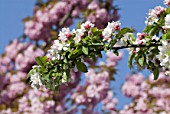 Malus floribunda (apple tree in blossom)