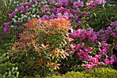 Pink Rhododendron in flower in April, France