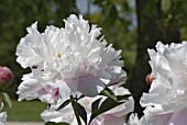 Paeonia albiflora, in June