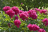 Paeonia, crimson, mutliple flowers