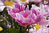 Paeonia, pink close up