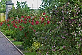 Red roses in formal border