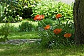 Papaver orientale underplanted by tree