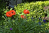 Papaver orientale