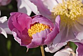 Paeonia