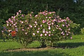 Rose bushes in flower, France