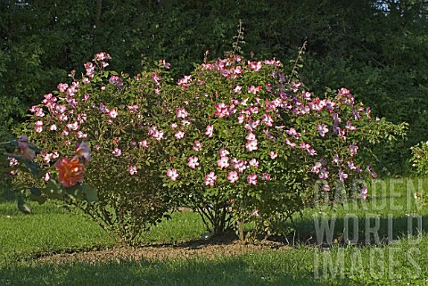 Rose_bushes_in_flower_France