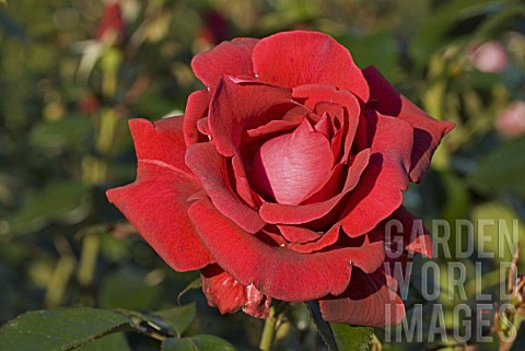 Red_Rosa_close_up