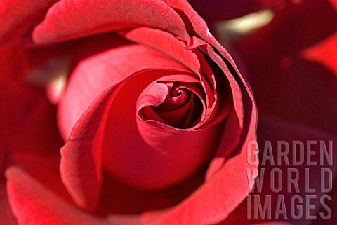 Red_Rosa_close_up