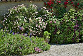 Rosa, Geranium, Campanula, in flower in garden in June