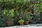 Rosa, Geranium, Laurus nobilis, Sedum rhodanthum, in garden in June