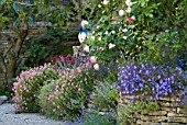 Rosa, Campanula, Aubrieta, Dianthus, Scaevola, Helianthemum, flowering in garden in June