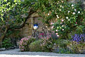 Rosa, Campanula, Aubrieta, Dianthus, Scaevola, Helianthemum, flowering in garden in June