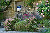 Rosa, Campanula, Aubrieta, Dianthus, Scaevola, Helianthemum, flowering in garden in June