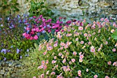 Campanula, Dianthus, Helianthemum, in garden in June