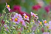 Helianthemum sp.