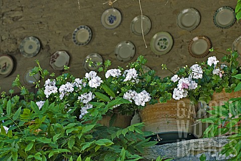 Double_white_flowering_Geraniums_in_containers_with_decorative_plates