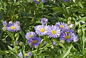 Blue Aster flowers in a botanical garden, France