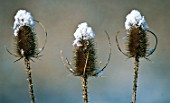 Dipsacus fullonum with snow