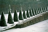 TAXUS BACCATA (YEW) TOPIARY AT GARDEN OF VERSAILLES, PALACE OF VERSAILLES, FRANCE IN WINTER