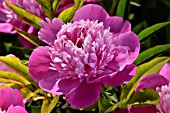 Paeonia Madame Furtado