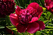 Paeonia Red Charm