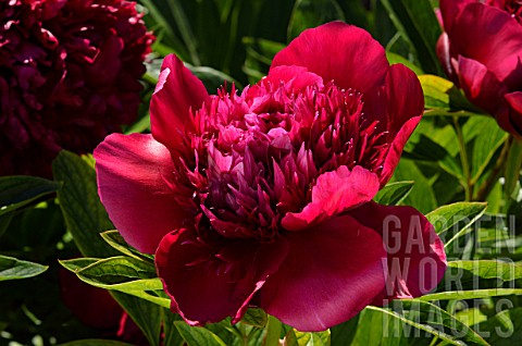 Paeonia_Red_Charm