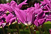 Tulipa Burgundy