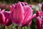 Tulipa Pink Lady