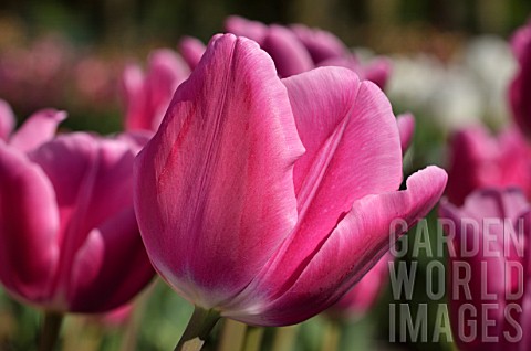 Tulipa_Pink_Lady