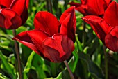 Tulips National Velvet in bloom in a garden