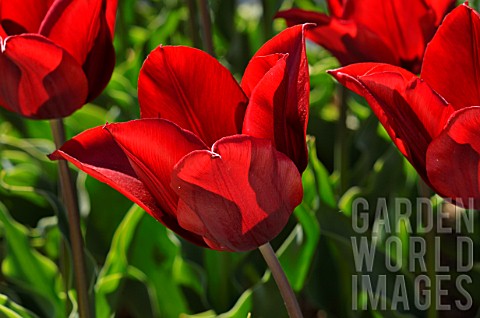 Tulips_National_Velvet_in_bloom_in_a_garden