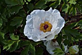 Tree peony Bing Hu Xian Yu in bloom in a garden