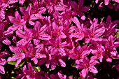 Rhododendron Hatsugiri in bloom in a garden