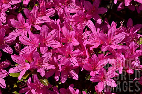 Rhododendron_Hatsugiri_in_bloom_in_a_garden