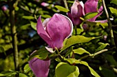 Magnolia in bloom in a garden