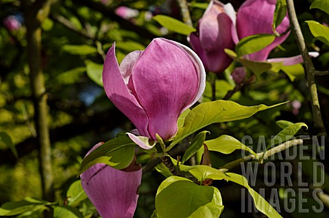Magnolia_in_bloom_in_a_garden