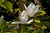 Magnolia Alba in bloom in a garden