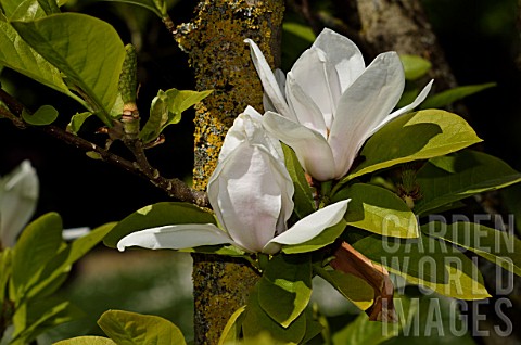 Magnolia_Alba_in_bloom_in_a_garden