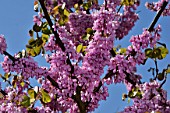 Cercis siliquastrum - Judas tree in bloom in a garden